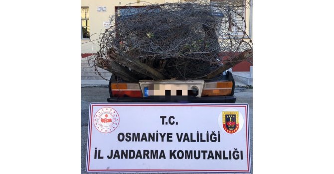 Osmaniye’de bağ, bahçe ve tarladan hırsızlık yapan zanlılar yakalandı