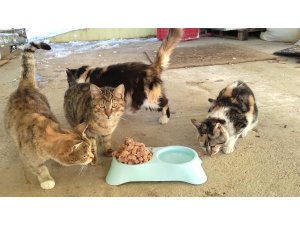 Kahramanmaraş’ta sokak hayvanlarına mama desteği