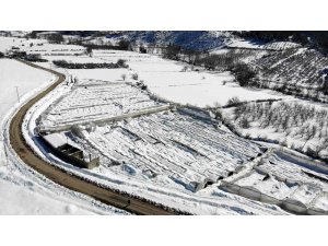 Kar, gül serasını yerle bir etti, 2,5 milyon zarar meydana geldi