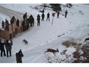 Türkiye’de ilk kez doğal alanından alınan yaban keçileri tekrar doğal alana salındı
