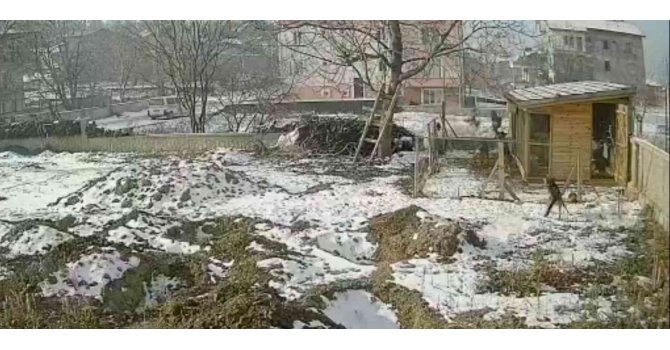 Sokak köpeklerinin kümese saldırdığı anlar böyle görüntülendi