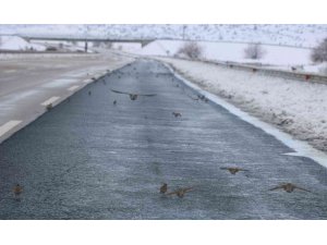 Aç kalan kuş sürüleri karayoluna akın etti