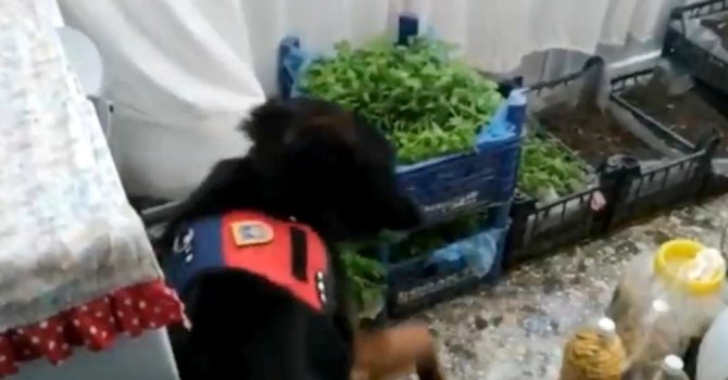 Evinin salonunda kenevir fidesi yetiştirdi