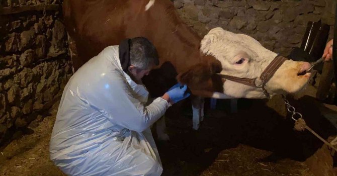 Karda mahsur kalan veterineri doğum yapan ineğe belediye ulaştırdı