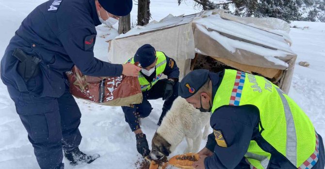 Zorlu hava şartlarında sokakta kalan hayvanlara jandarmadan mama desteği
