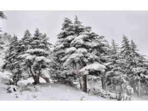 Kahramanmaraş’ta ormanlar beyaza büründü