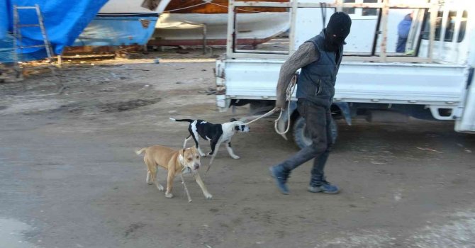 Sokağa bırakılıp aç kalan pitbullar, 1 günlük keçi yavrusunu alıp kaçtı