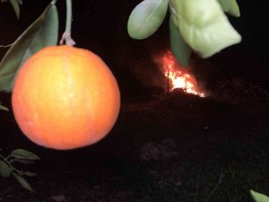 Tescilli Kozan portakalında don nöbeti