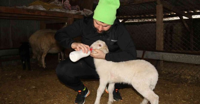 Köpeklerin telef ettiği koyunların öksüz kalan kuzularına biberon ile çocuğu gibi bakıyor