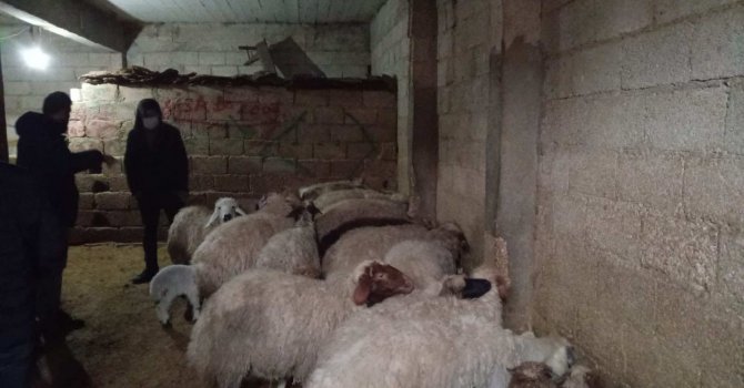 Mersin’den çalınan koyunlar, Şanlıurfa’da bulundu