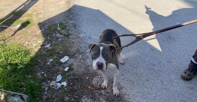 Sokak köpeklerini yaralayan pitbull yakalanarak barınağa götürüldü