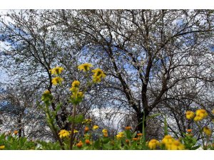 Mersin’de bahar havası... Badem ağaçları çiçek açtı