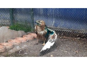 Osmaniye’de yaralı bulunan 2 kızıl şahin tedavi ediliyor