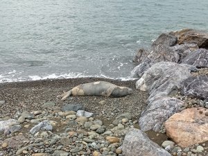 Hatay’da nesli tükenme tehlikesi altındaki Akdeniz foku görüldü