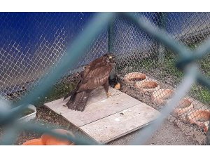 Bitkin halde bulunan kızıl şahin tedavisinin ardından doğaya salındı