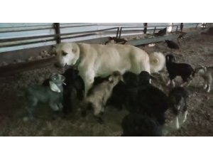 Çoban köpeği yavru keçilere süt annelik yapıyor