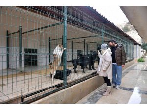 Mersin’de ocak ayında 29 köpek yeni yuvalarına kavuştu