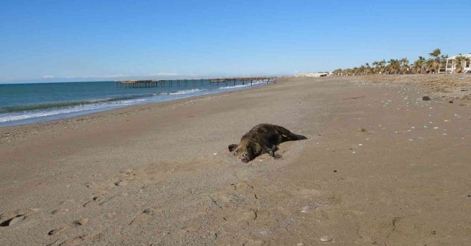 Manavgat sahilinde telef olmuş domuz bulundu