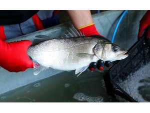 Yerli levrek üretiliyor... Akyatan Lagününden anaç levrekler toplandı