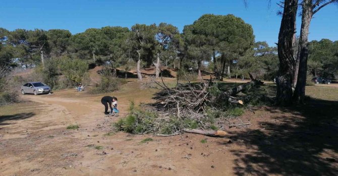Kuruyan Çam ağacı canlı yayında yıkıldı, şans eseri yaralanan olmadı