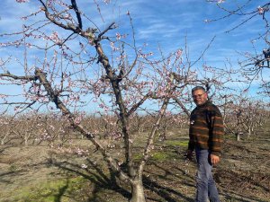 Nektarin ağaçları çiçek açtı