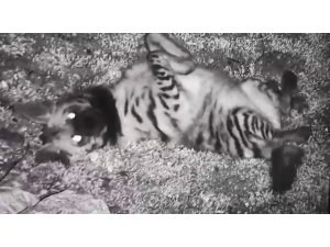 Hatay’da çizgili sırtlan fotokapana takıldı