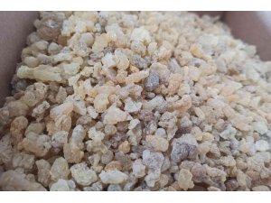 Mezda sakızının kilosu 750 liradan satılıyor