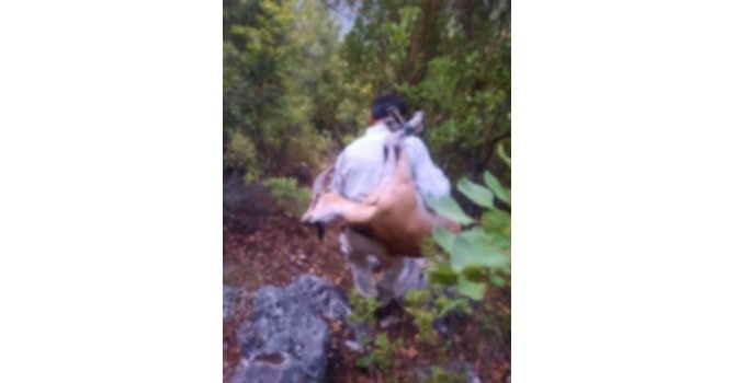 Kaçak yaban keçisi avına 420 bin TL ceza