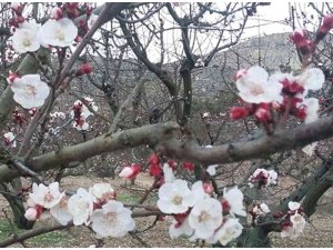 Mersin’de kayısı ağaçları çiçek açtı