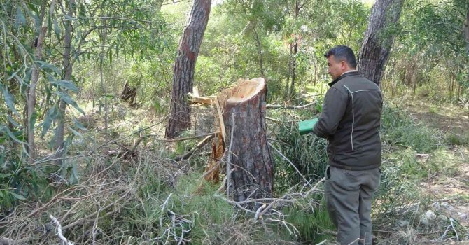 Sorgun Çamlığı’nda ağaç katliamı iddiası jandarmayı harekete geçirdi