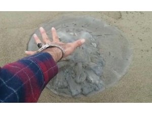 Doğu Akdeniz’de yüzlerce deniz anası sahile vurdu