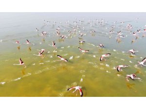 Flamingoların görsel şöleni