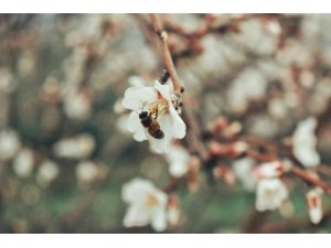 Kahramanmaraş’ta badem ağaçları çiçek açtı