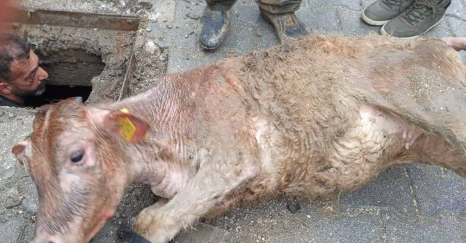 Hatay’da kaçan inek kanalizasyona sıkışmış halde bulundu