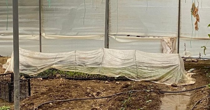 Sera içerisinde 243 kök kenevir bulundu