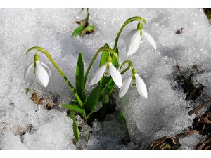 Kahramanmaraş’ta karlar erirken, çiğdemler kardelenler, düğün gelin çiçekleri doğayı süslemeye başladı