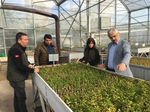 Adana’da 6 milyon 500 bin fidan üretilecek