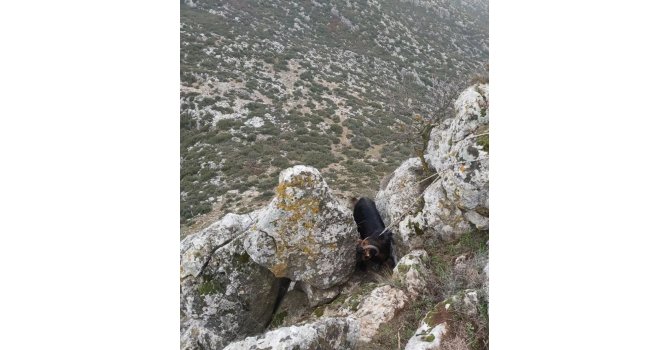 Kayalıklarda mahsur kalan keçi kurtarıldı