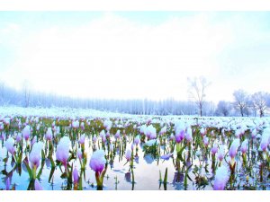 Göksun’da açan çiçekler karla kaplandı