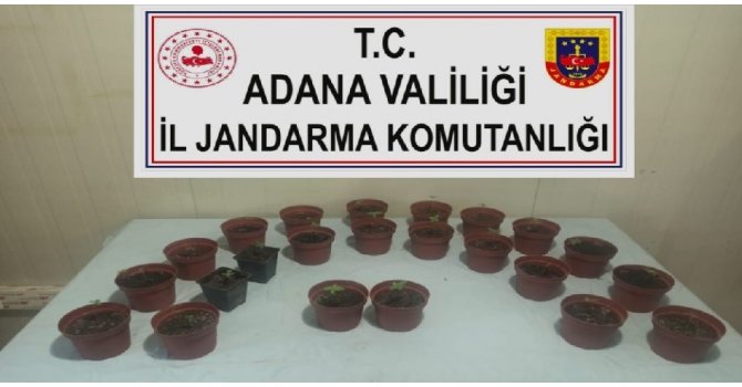 Kaçan otomobilde 23 saksı kenevir ele geçirildi