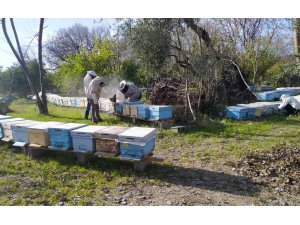Kozan’daki arı ölümlerine 4 hastalık neden olmuş