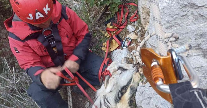 Kayalıklarda mahsur kalan hamile keçiye kurtarma operasyonu