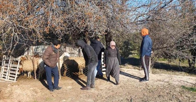 Mersin’de köpekler, 1 koyun ve 4 kuzuyu telef etti