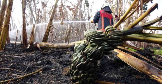 Mersin’de sera ve muz bahçesi yandı