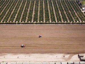 Çukurova’nın bereketli toprakları mısırla buluşmaya başladı