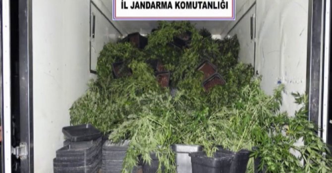 İklimlendirme sistemi ile skunk bitkisi yetiştiren şüpheli yakalandı