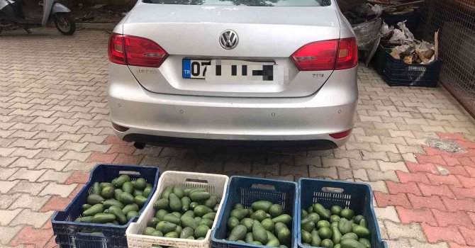 Bahçeden 4 kasa avokado çalan hırsızlık şüphelisi yakalandı
