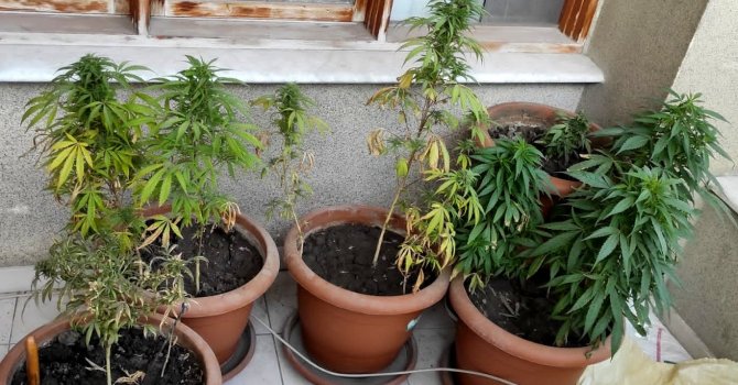 Evinin balkonunda kenevir yetiştiren şahıs gözaltına alındı