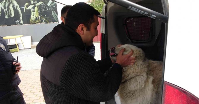 Çalınan köpeğine 2 hafta sonra kavuştu
