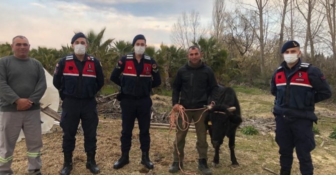 Kaybolan inek, jandarma tarafından bulunup sahibine teslim edildi